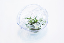 入賞　globe planter